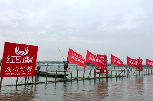 “红印蟹”为何独得锋味青睐？谢霆锋亲往“红印蟹”基地探秘