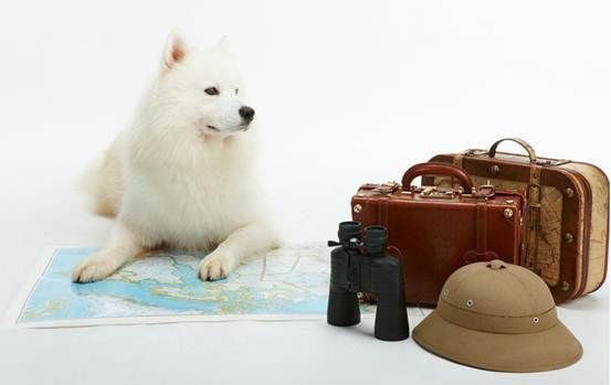 派川PET TRAVEL宠物托运：国际带宠物出国 