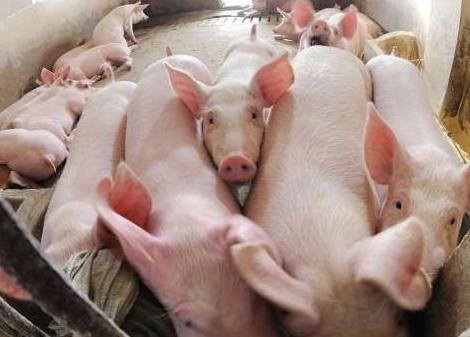 农业农村部： 今年猪价将呈低位振荡走势