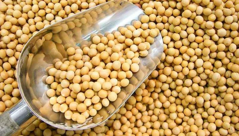 中国大豆缺口超9000万吨 南美豆进口占比超六成将填补北美豆空缺