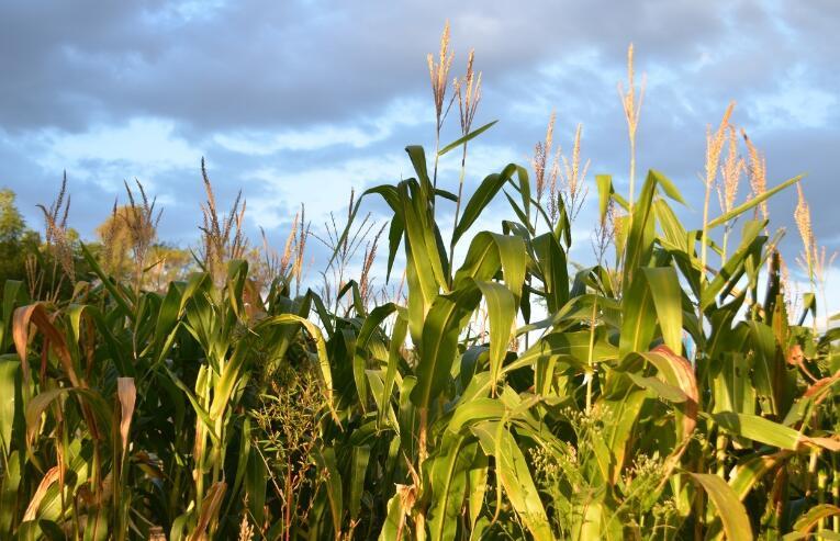 玉米豆粕期价为何涨跌两重天？